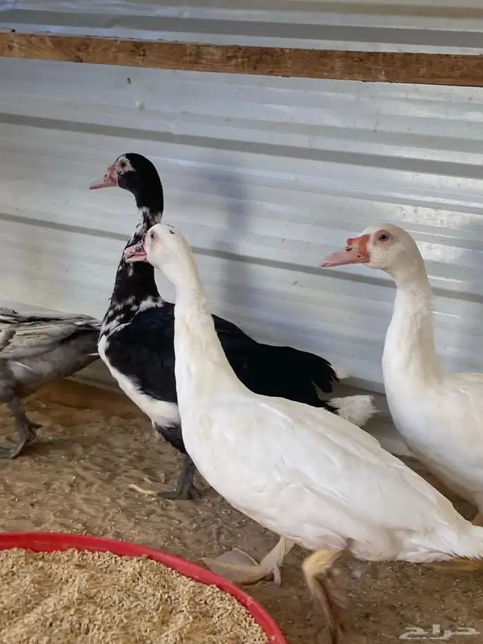 للبيع ذكور بط مصري 7