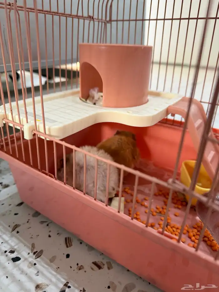 هامستر للبيع 0