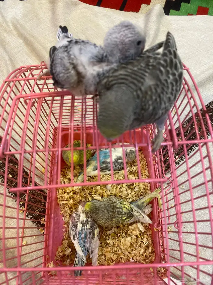 عاجل فروخ طيور حب غر 2