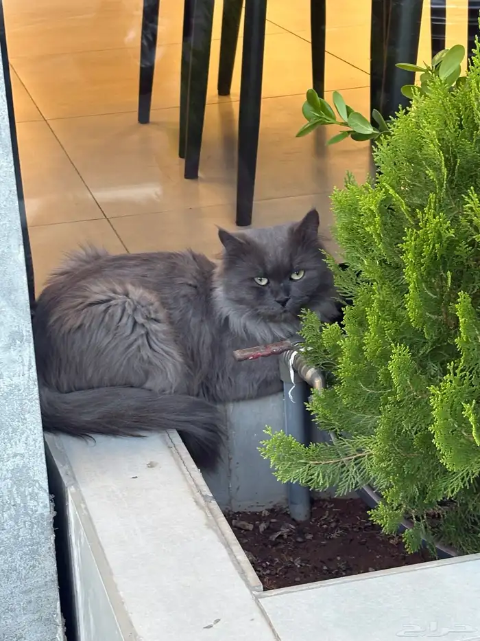 قطه في حي الشفاء عند مطعم لذة شوايه عند دوار الشهداء 0