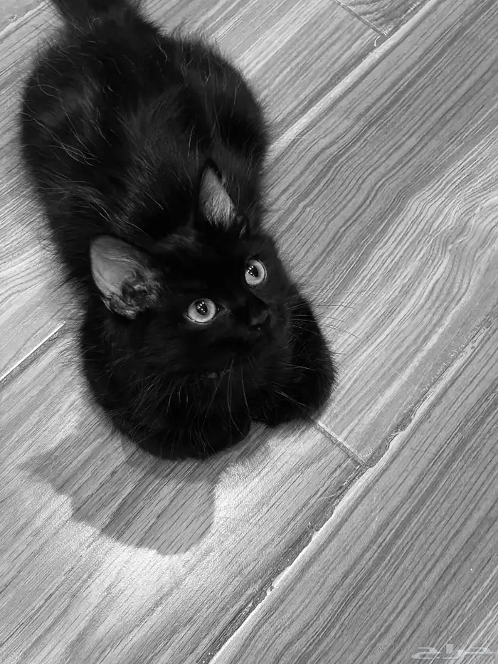 قط ذكر لتبني عمره خمسه اشهر معه ليتربوكس 1