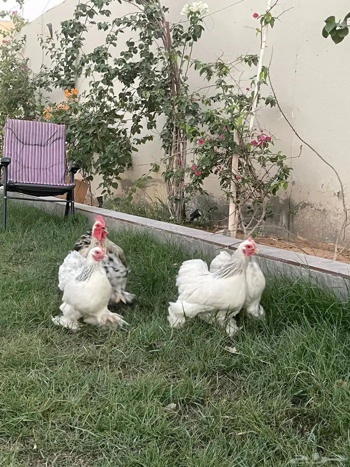 اطقم دجاج كوشن 5