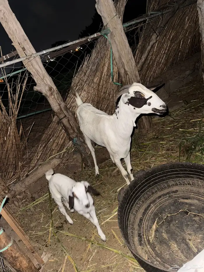 عنز بيشيه سنها جدع مطلع ثني تحتها جفره 3