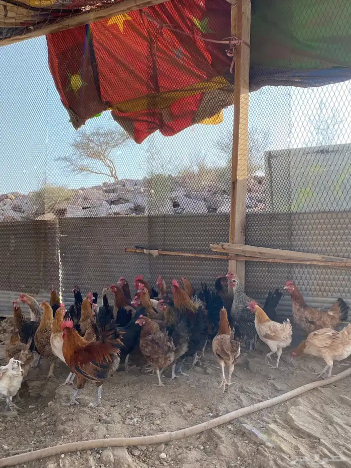 دجاج بلدي بياض شرط فواتح حمر 6