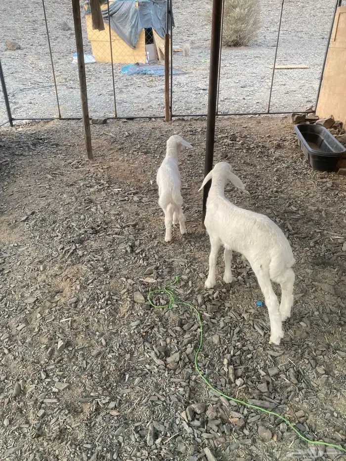 طلين زبده مضبي 1