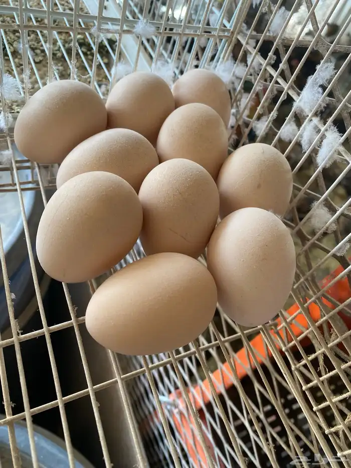 بيض براهما بوف اصول خوارج 0