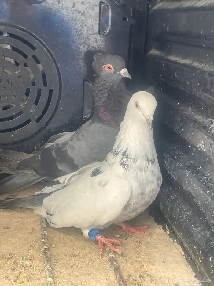 حمام زوج قطيفي 0