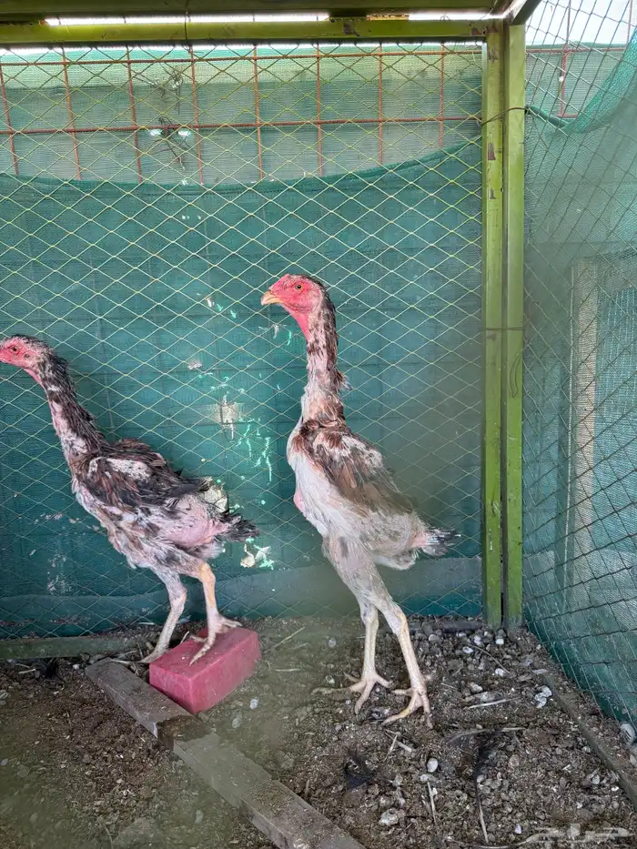 دجاج شامو ياباني 20