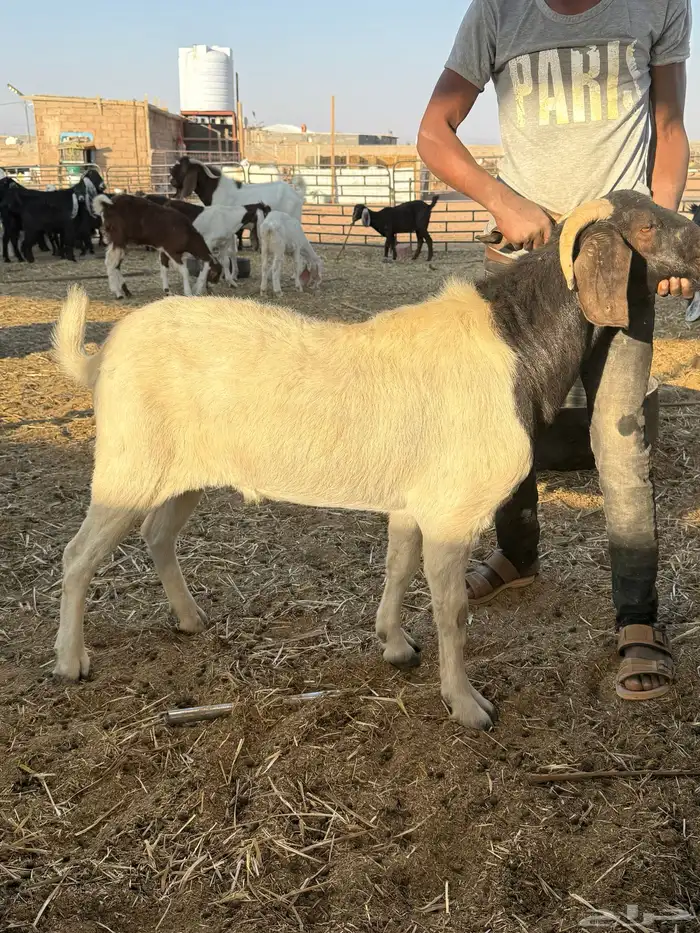 فحول بورقوت اصل - وعارضي ابيض - ومطور 7