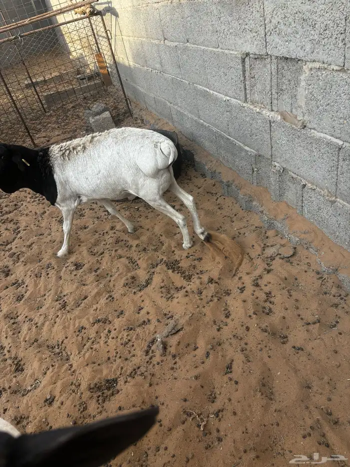 برابر للبييع 2