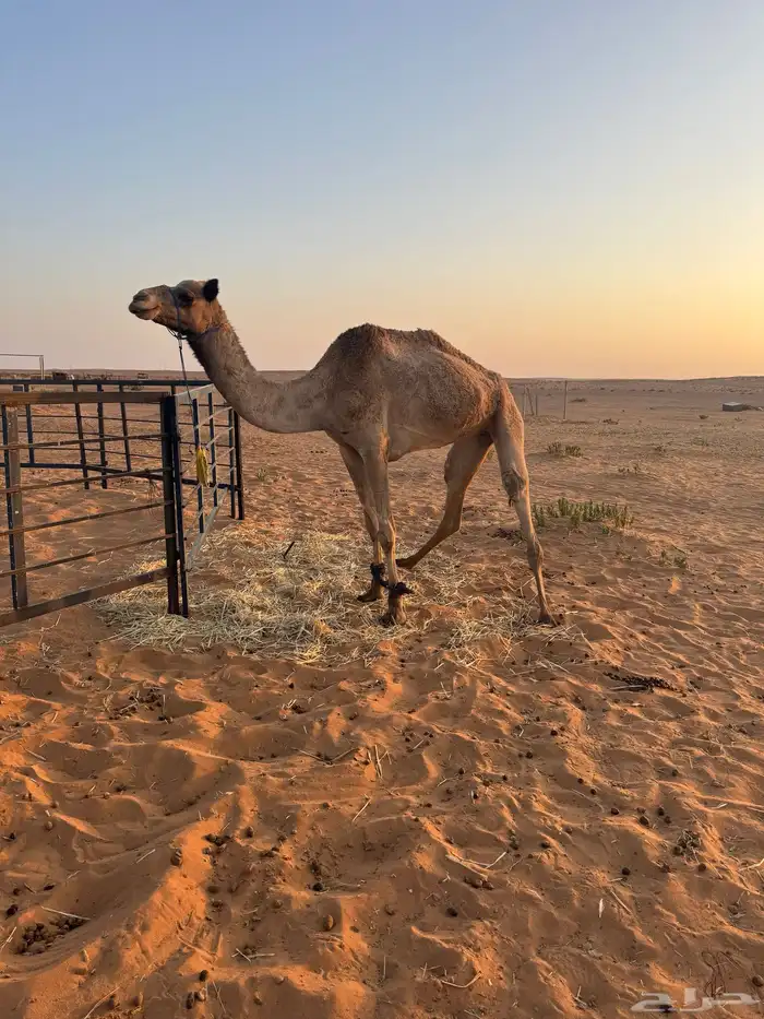 رحول للبيع 2