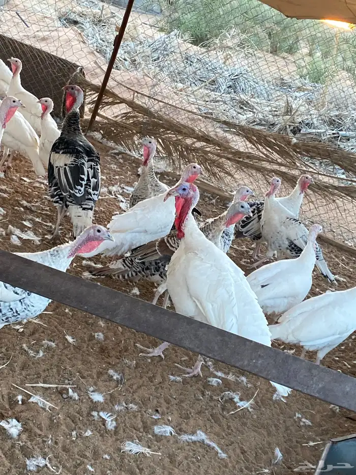 دجاج رومي تصانيف ممتازة وخالي من الامراض 0