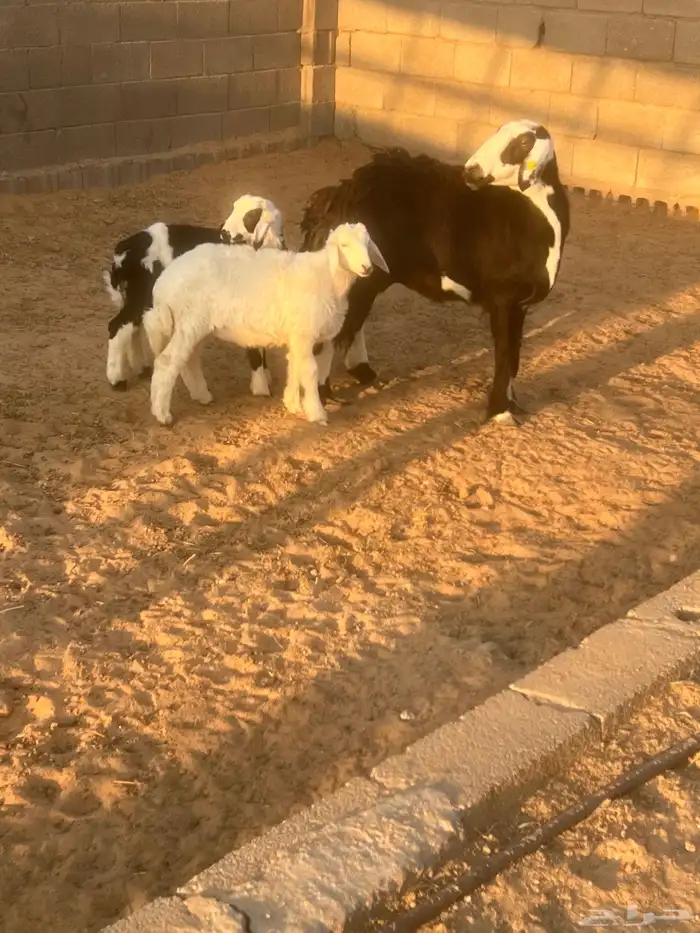 نجديه معها رخل وخروف 1