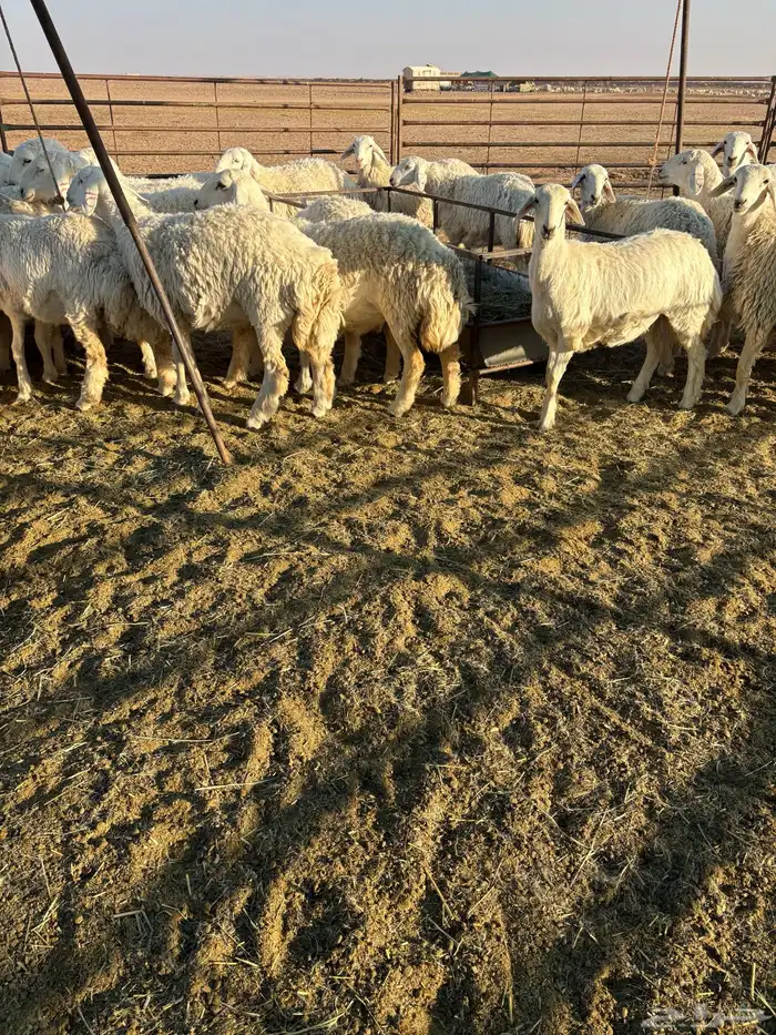 رخال للبيع 3