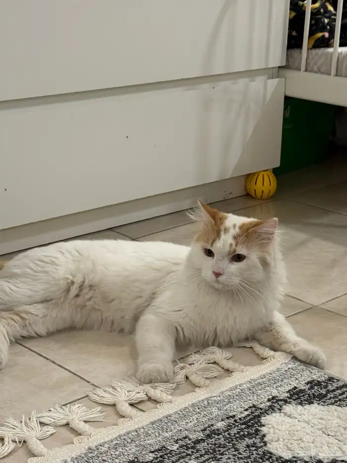 قط شيرازي ذكر معقم للتبني 1