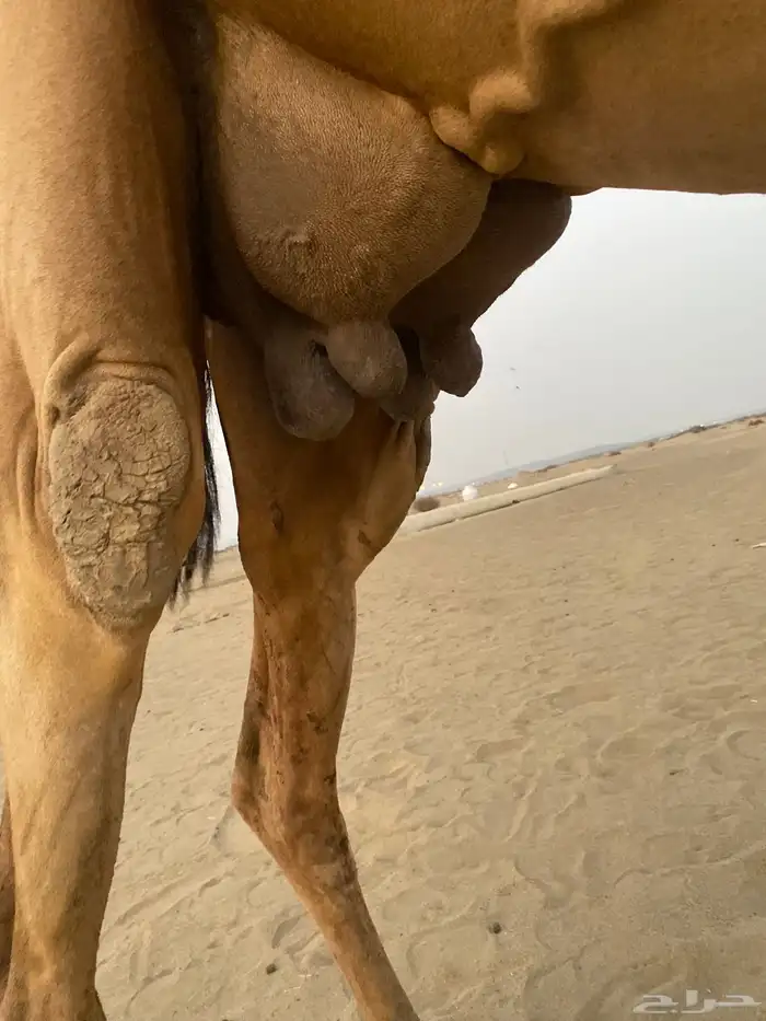 ناقه للبيع 3