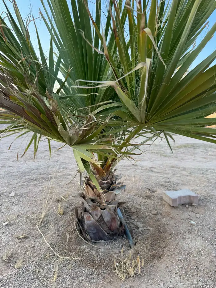 نخل واشنطني وصبارللبيع 3