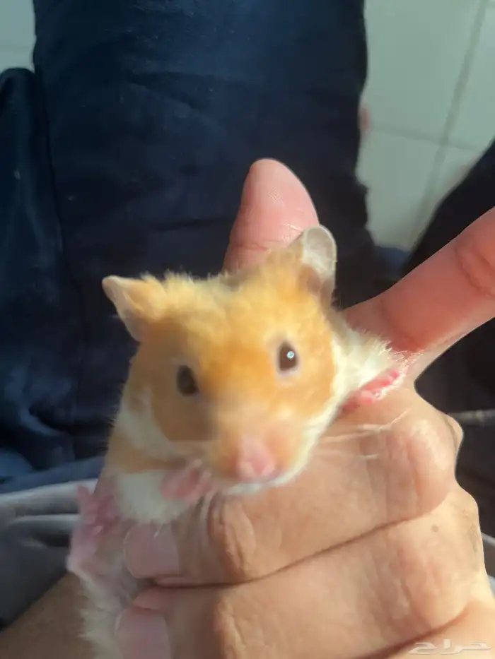 هامستر للبيع 3