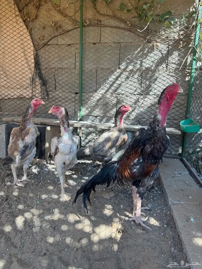 دجاج شامو ياباني 2 0