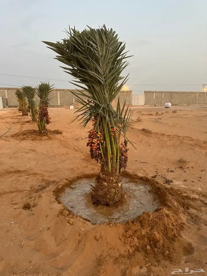 نخيل مثمر للبيع يتوفر توصيل وزراعه 1