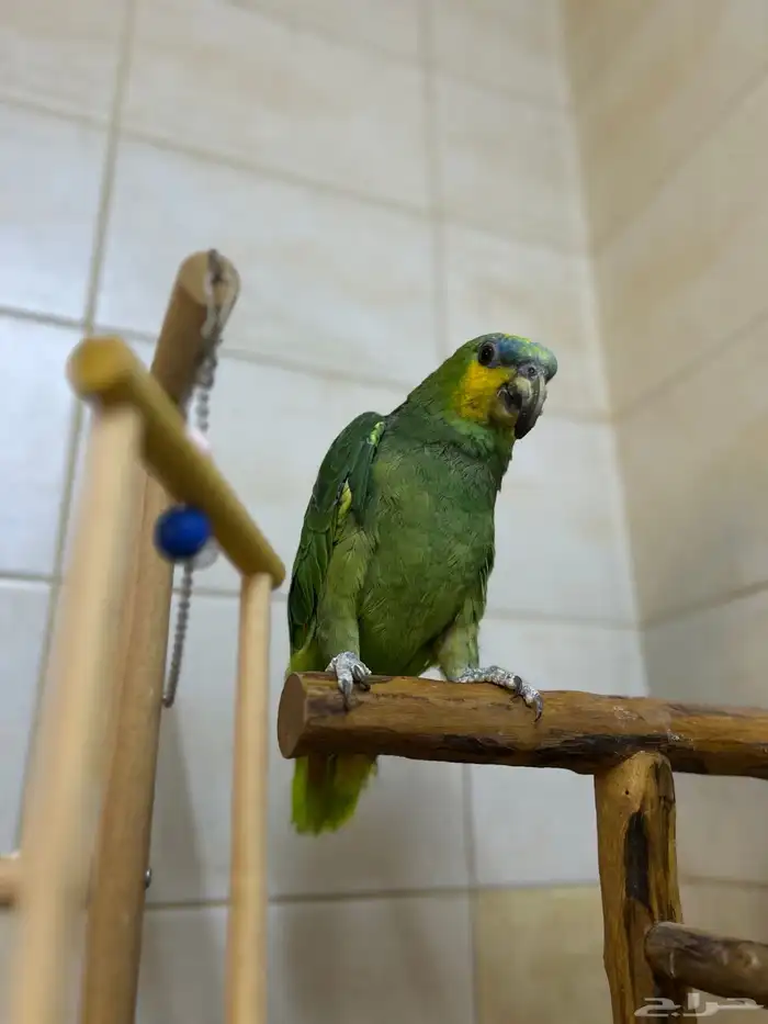 ببغاء امازوني اليف 2