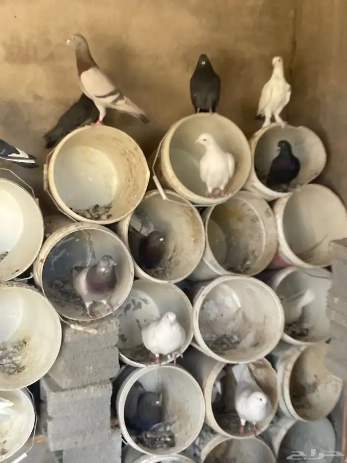 حمام للبيع زاجل وفرنسي حوالي 75جوز يزيد اوينقص 85 منتج 3