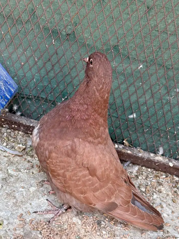 للبيع جوز فرش منتج مع والده 3