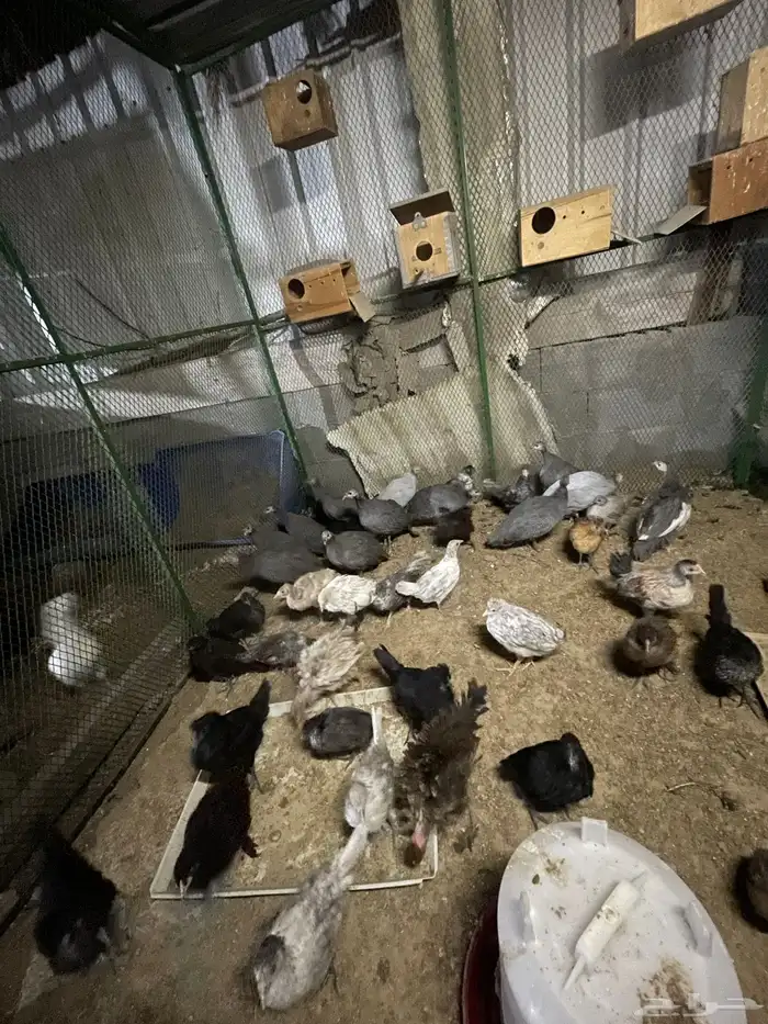 يوجد صوص حبشي ورمي وبرهما عمر 3 شهور الى4 1