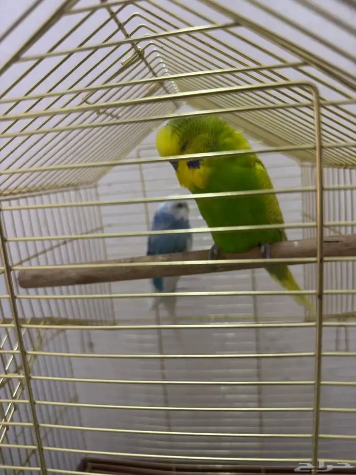 طيور الحب بادجى و روز للبيع 19