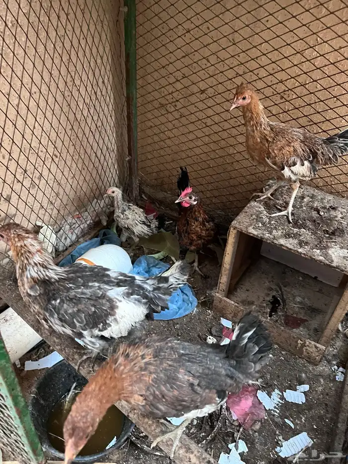 4 دجاجات وديك للبيع 9