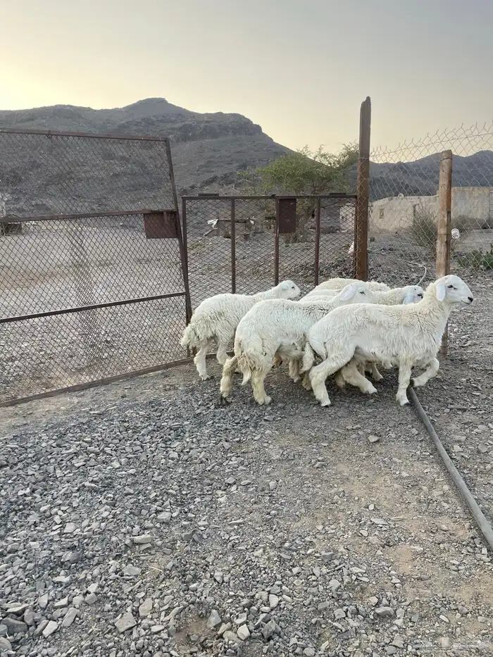 ( تم البيع )طليان حريات فاخره 4