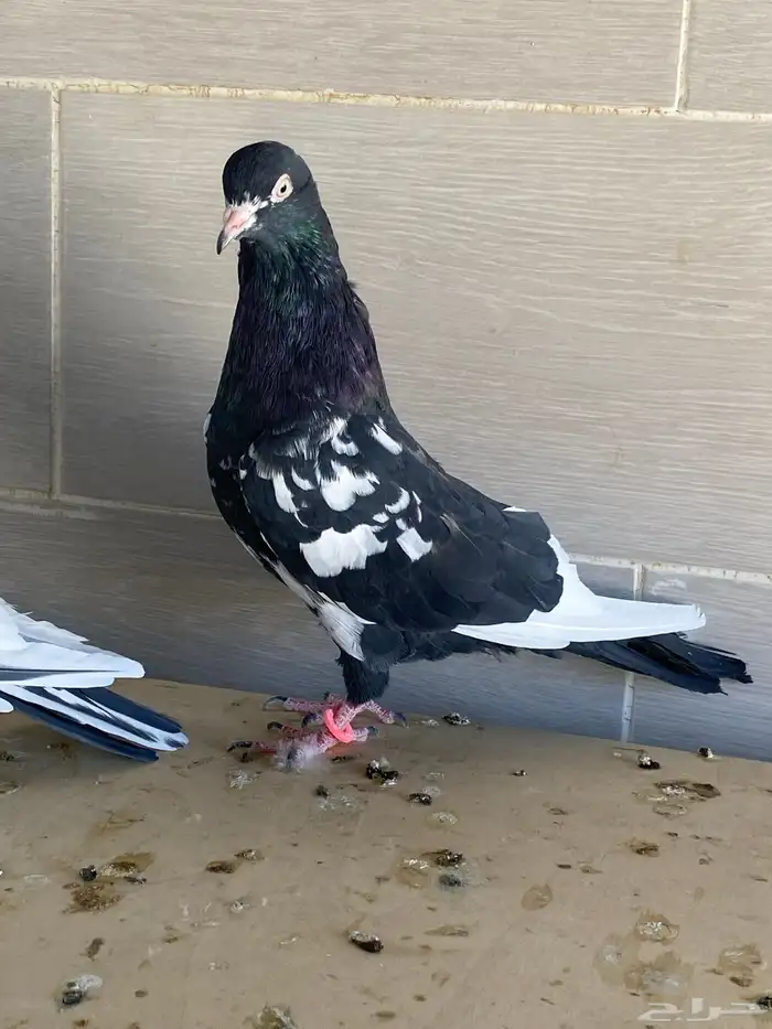 زوج رام بوري آخر ريشه 10