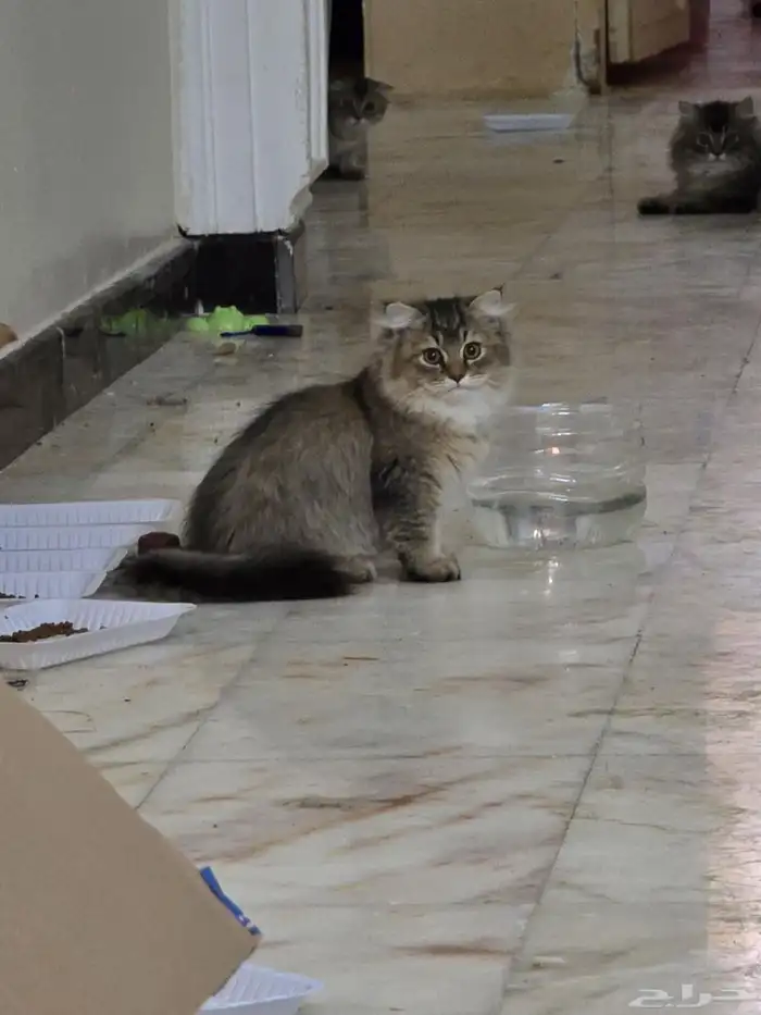 قطط سكوتش وشيرازى للتبنى 4