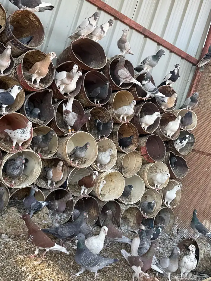 فواخر الحمام الخشن السوري 6