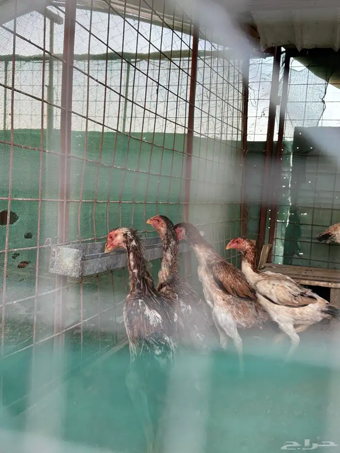 دجاج شامو ياباني 8