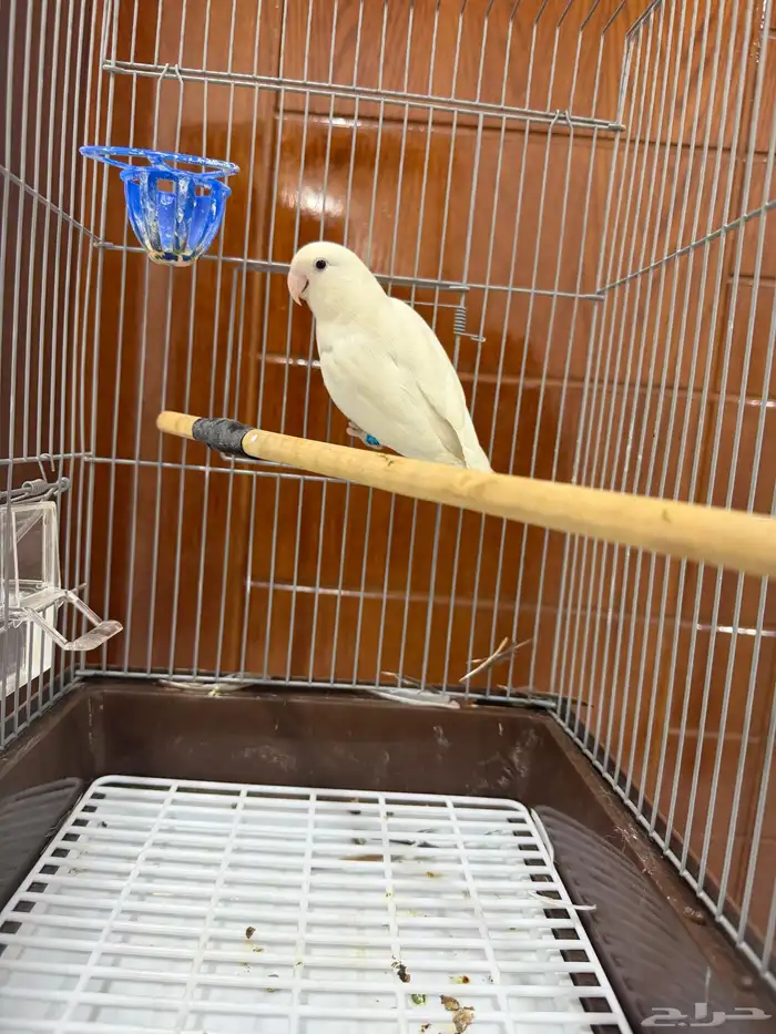 أنث روز البينو 2