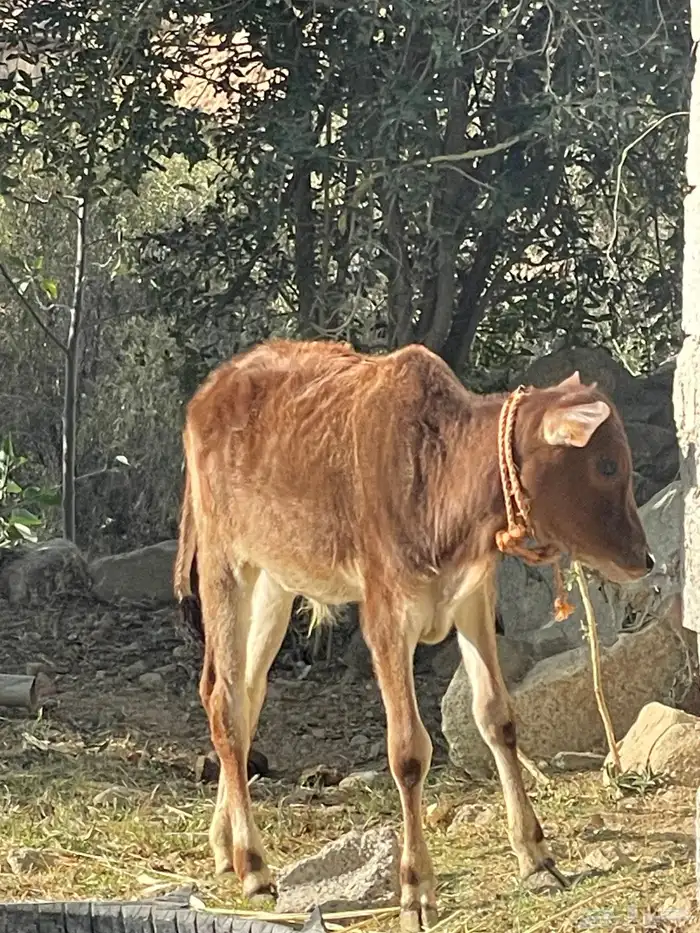 بقرة تحتها حسيل 5