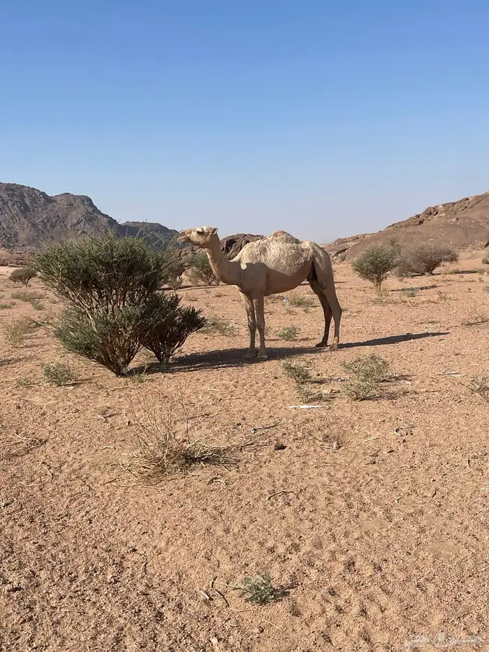 ضروبه ثنيه 2