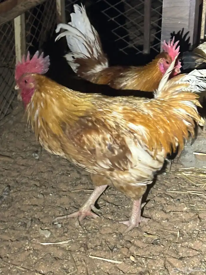 ديوك للبيع 0