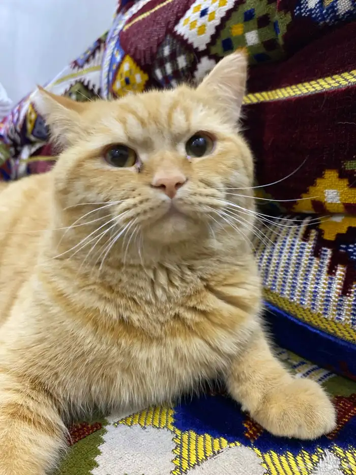 قط ذكر لتبني (شيرازي-هملايا) 2