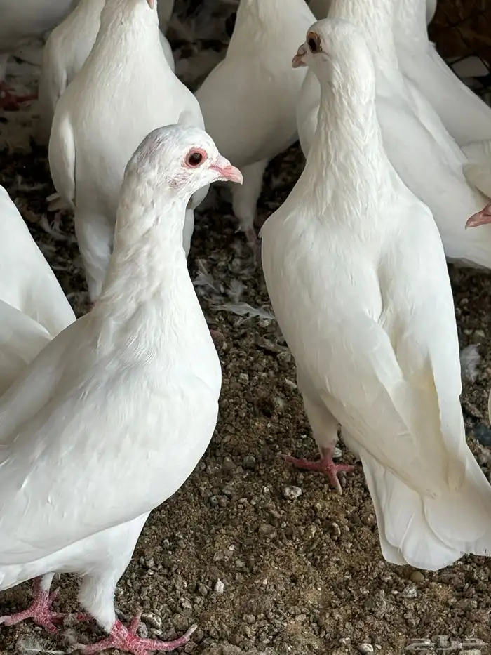 حمام فرنسي 0