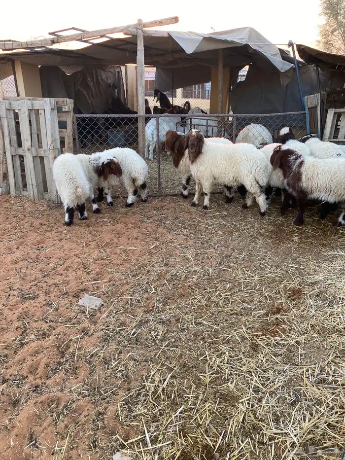 هرافى نعيم 1