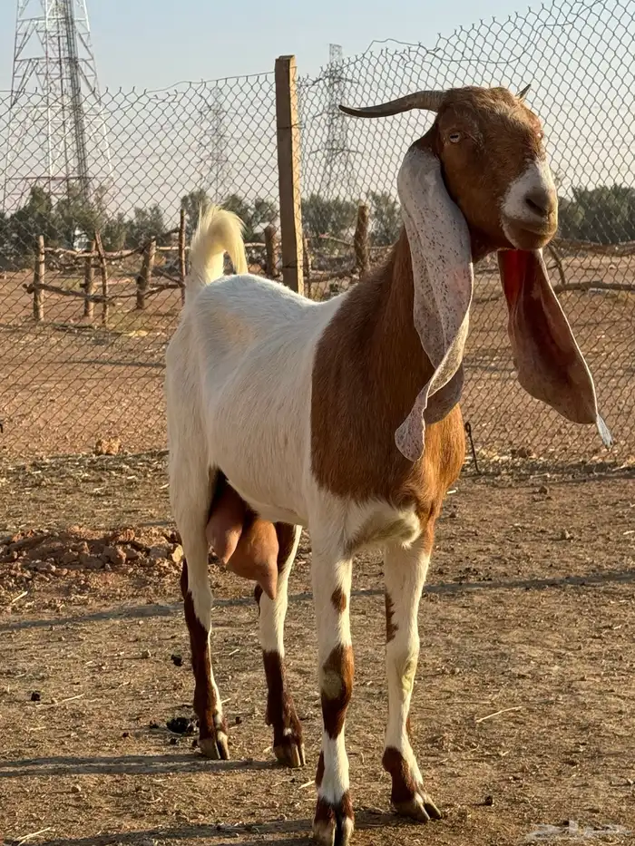 بيعن الله يبارك له معزا ولد مشاريك جروم وحليب 0