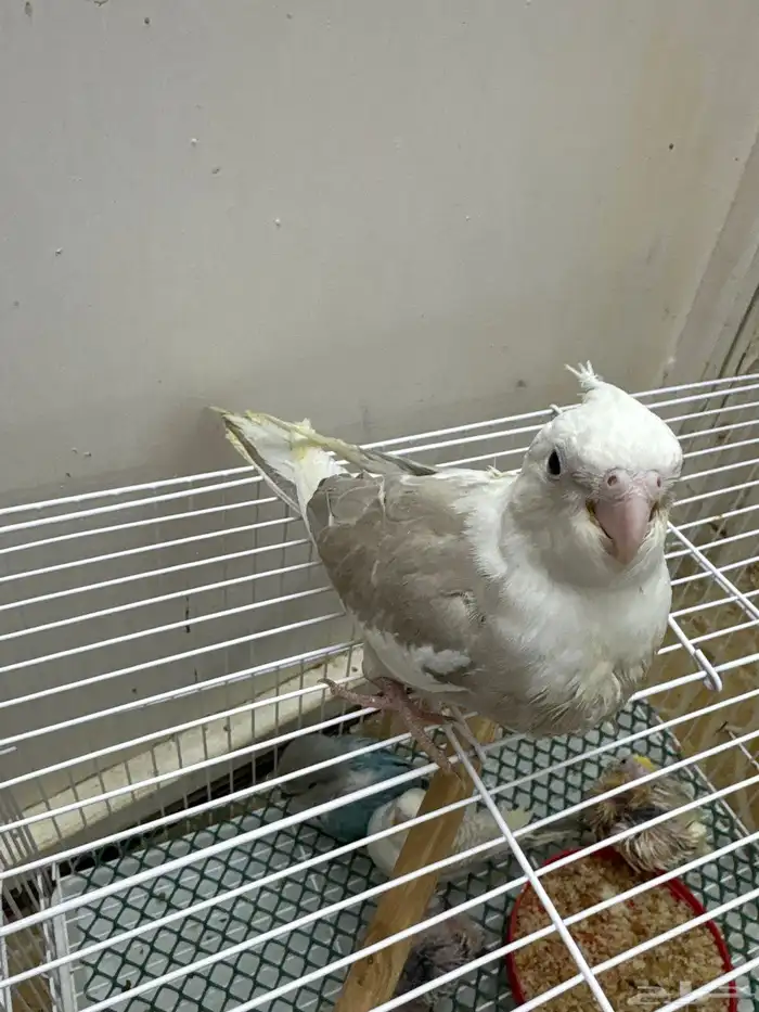 فروخ تحت الغر 5