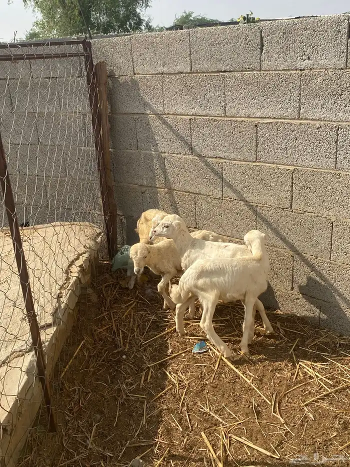 للبيع اربع رخيل تربيه 2