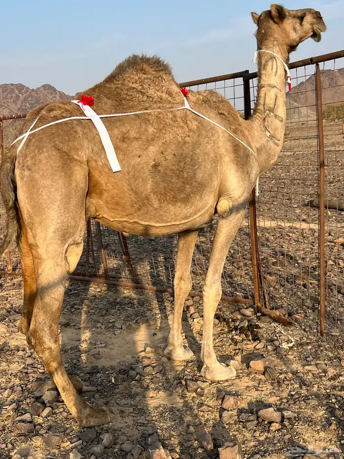 ساحليه تحتها بكره ناقه لبن ب 10500 يبلاش 7