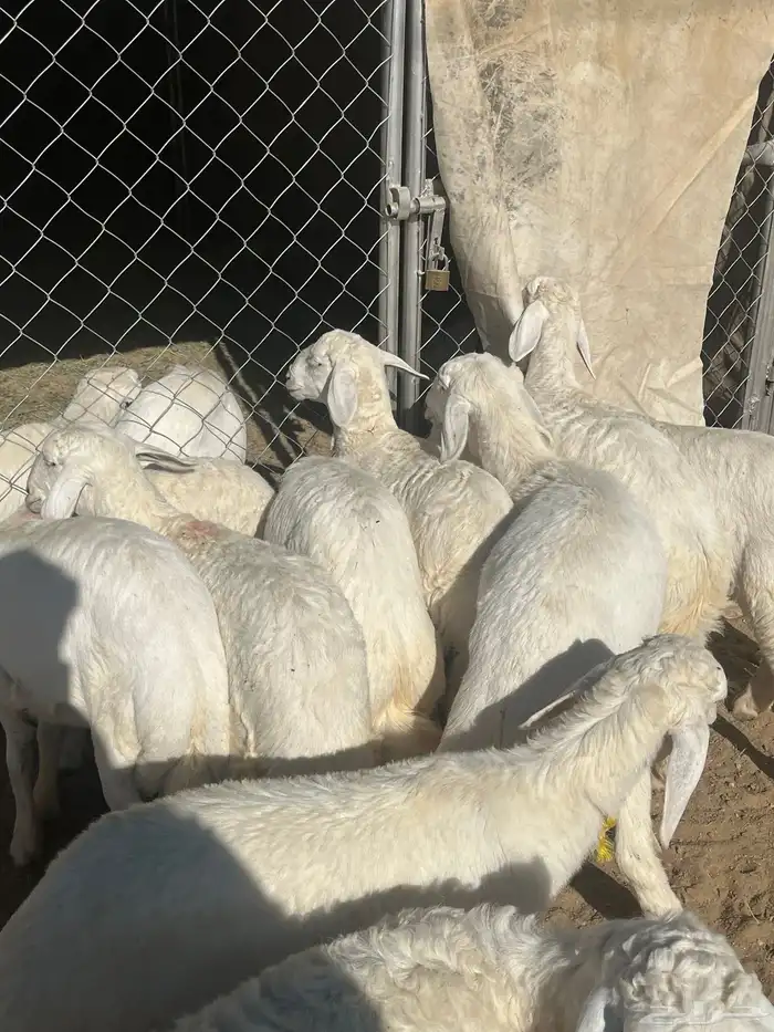 رخال صنف تم البيع 9