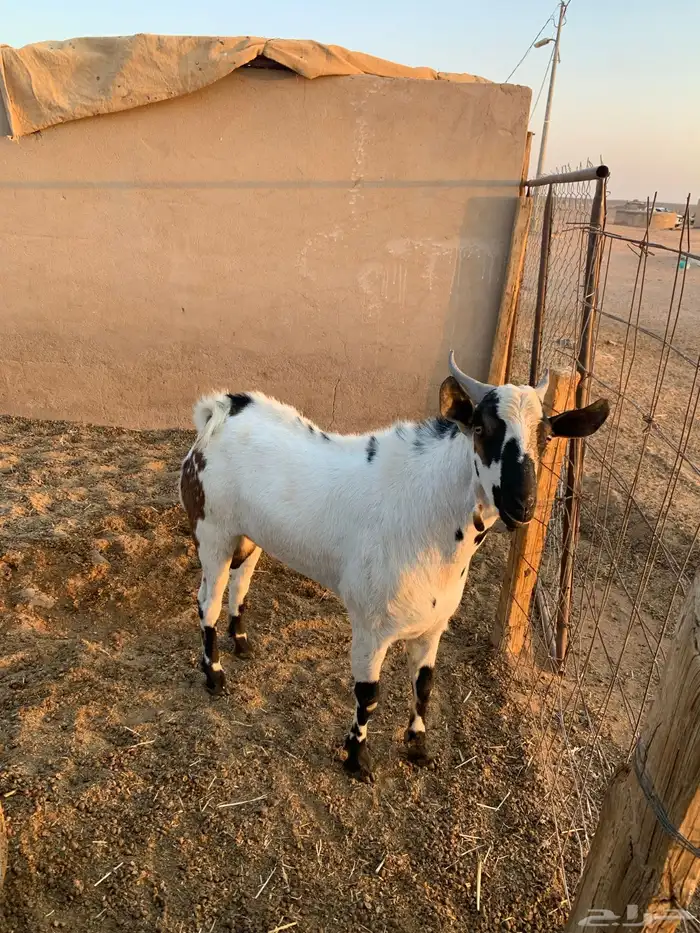 للبيع تيس بيشي 1