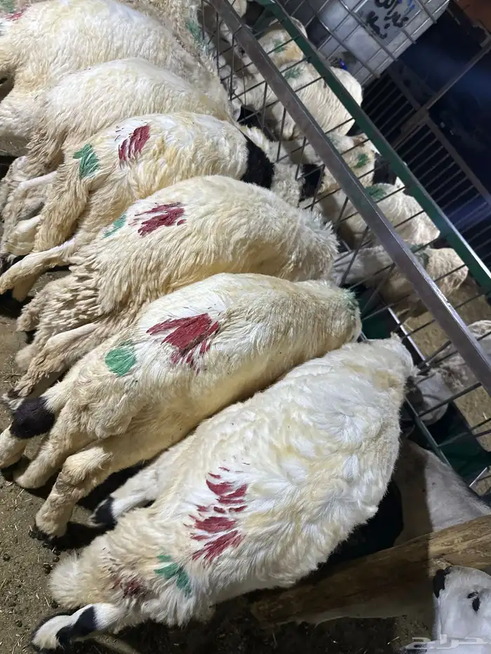 سوكني دمازين ابيض شبيه الحري مربي 2شهرين 4