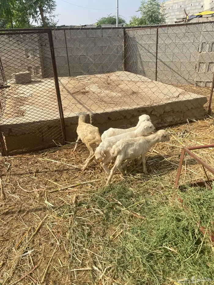 للبيع اربع رخيل تربيه 0